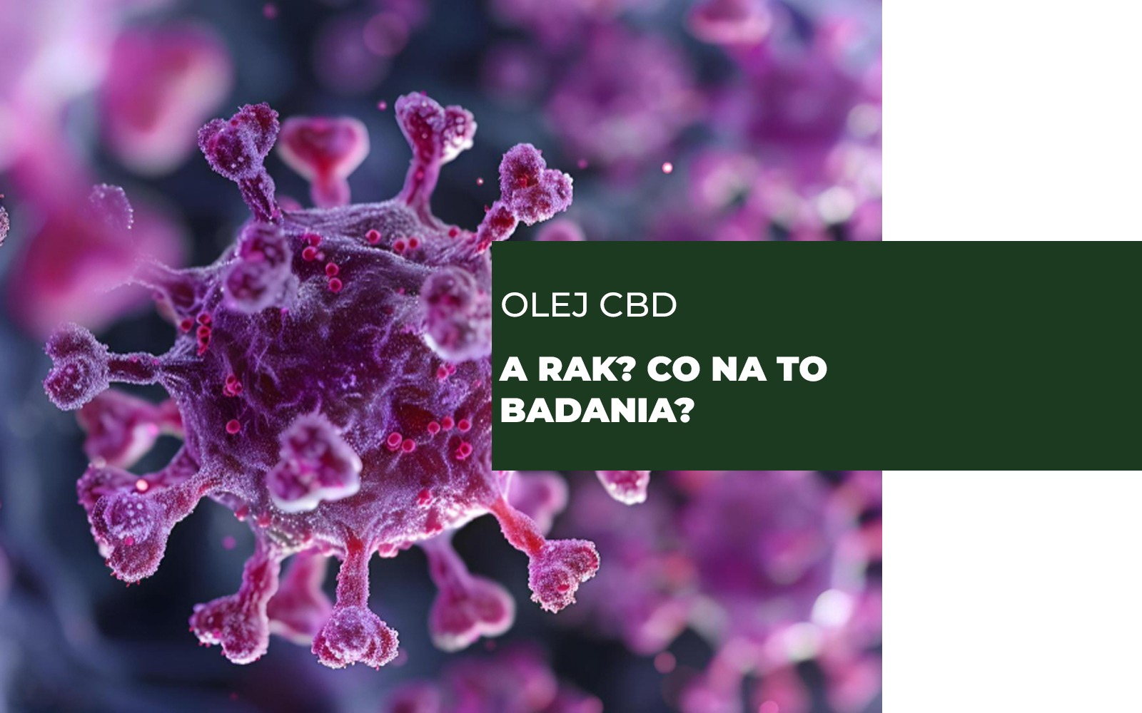 Olej CBD a rak? Co na to badania?